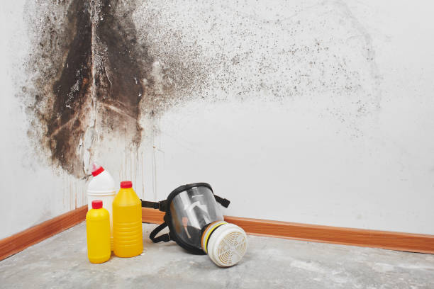 Best Black Mold Removal  in Tiffin, OH