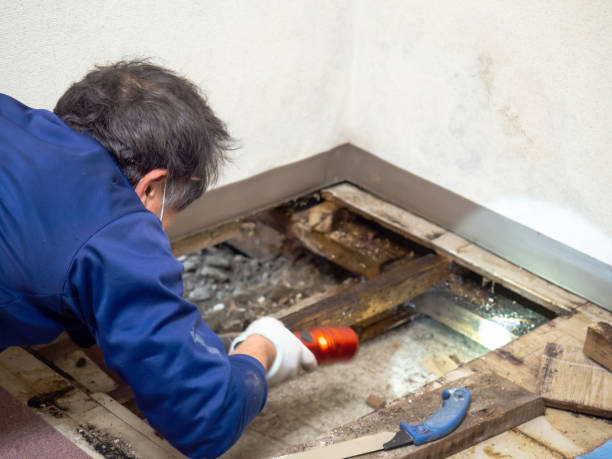 Best Mold Cleaning Services  in Tiffin, OH