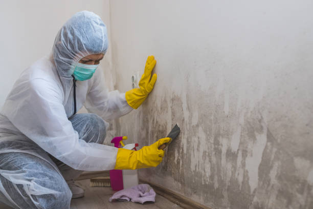 Certified Mold Removal in Tiffin, OH