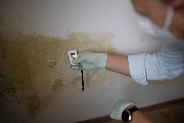 Best Commercial Mold Removal  in Tiffin, OH