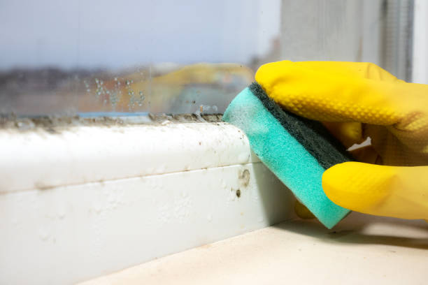 Best Office Mold Removal Services  in Tiffin, OH