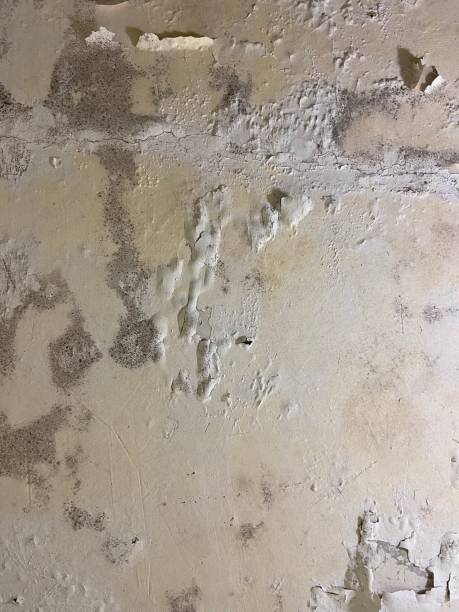 Best Toxic Mold Removal  in Tiffin, OH