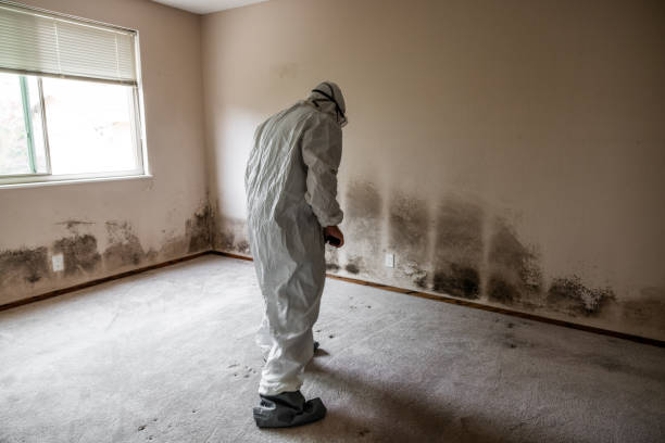 Home Mold Removal in Tiffin, OH