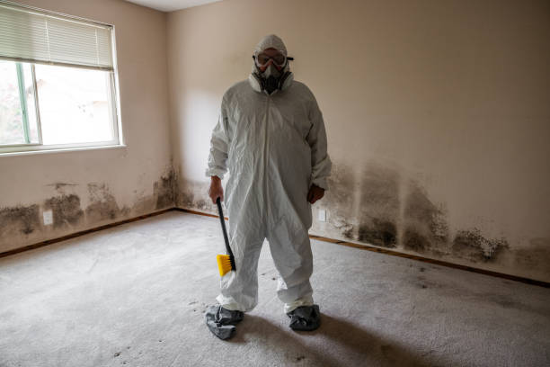Best Mold Remediation Services  in Tiffin, OH