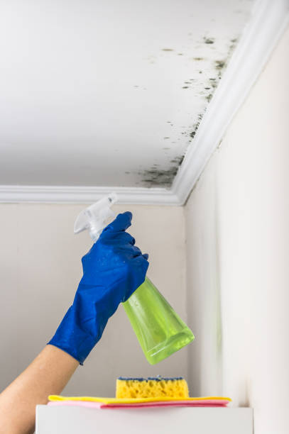 Mold Removal Process in Tiffin, OH